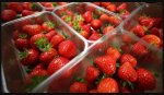 Strawberry needle scare, Contamination affects six brands in Australia.JPG