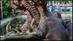 Hippo kills tourist taking photos of wildlife in Kenya.JPG