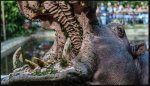 Hippo kills tourist taking photos of wildlife in Kenya.JPG